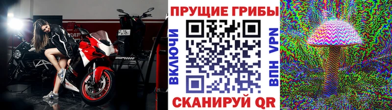 хочу   Завитинск  Галлюциногенные грибы GOLDEN TEACHER 